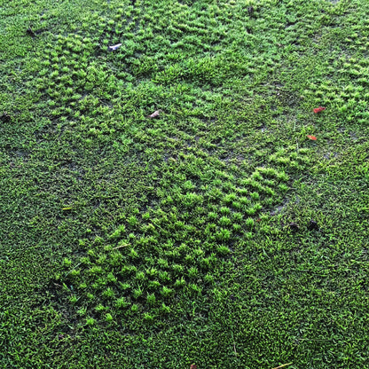 Par Aide Accuform AccuSeed